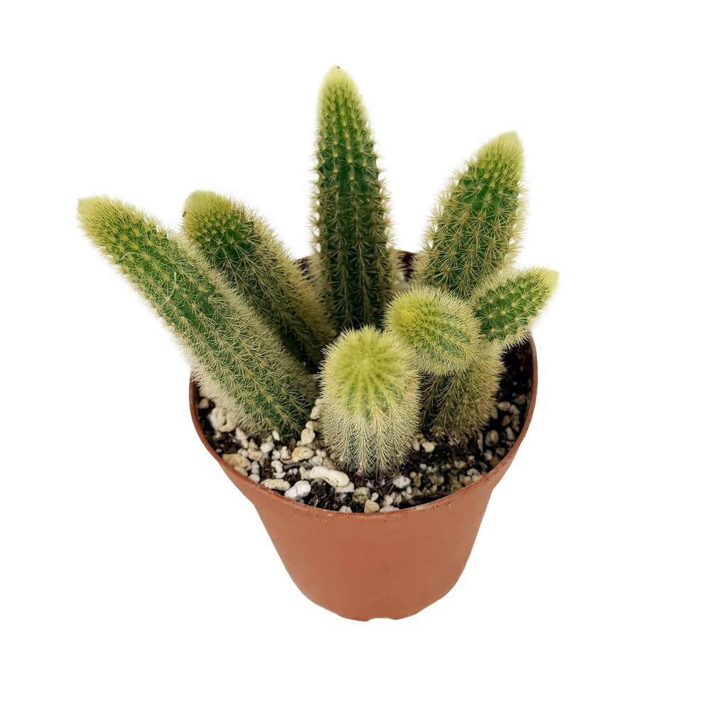 Cleistocactus winteri 'Golden Rat Tail Cactus'
