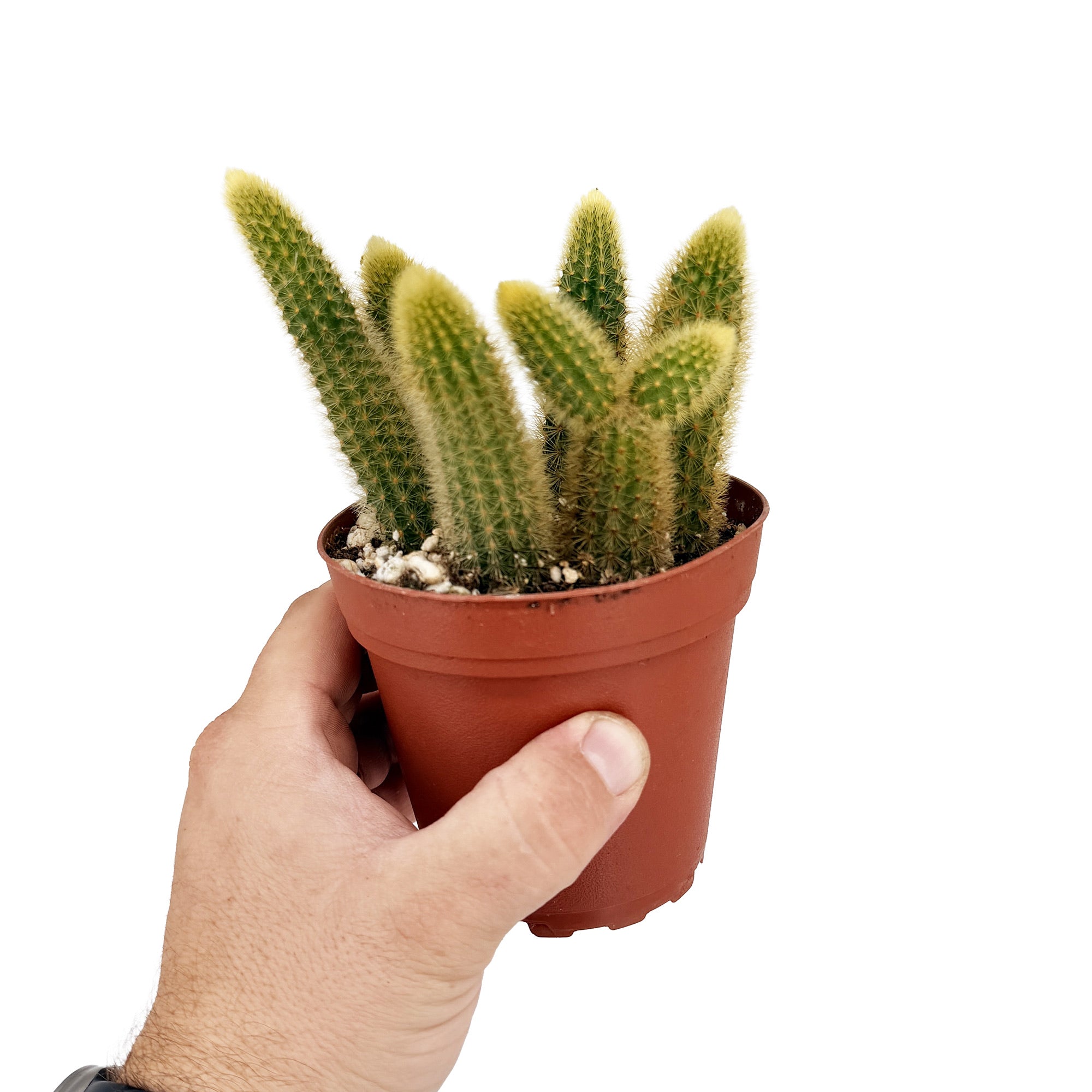 Cleistocactus winteri 'Golden Rat Tail Cactus'