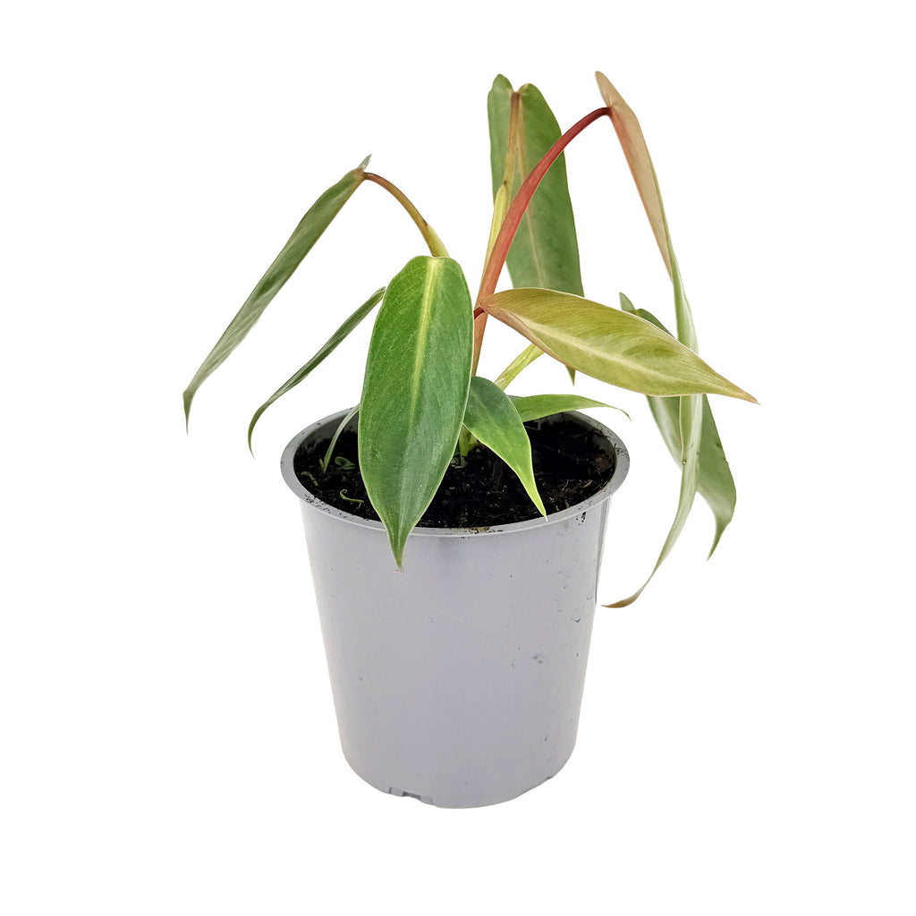 Philodendron 'Spiritus Sancti'