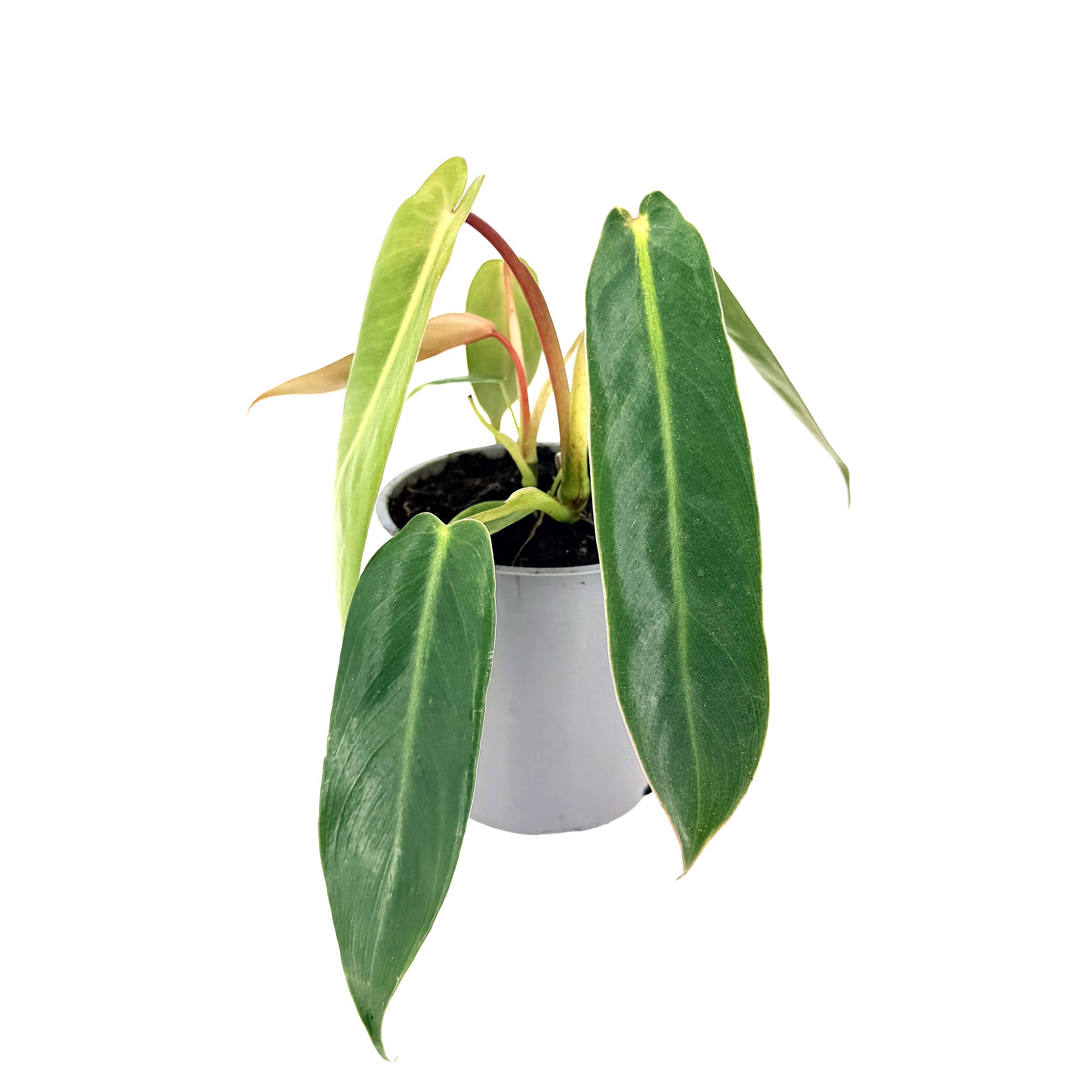 Philodendron 'Spiritus Sancti'