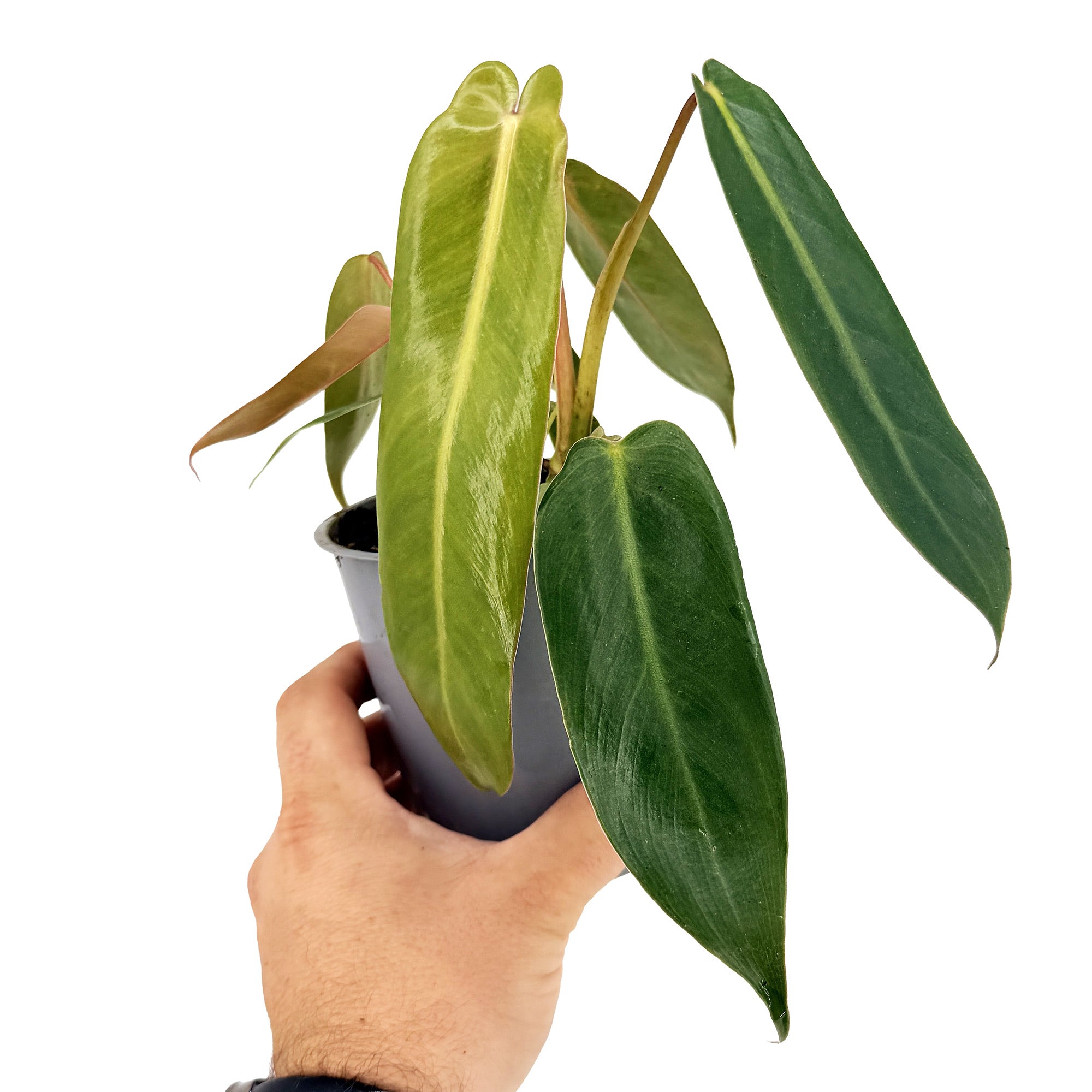 Philodendron 'Spiritus Sancti'