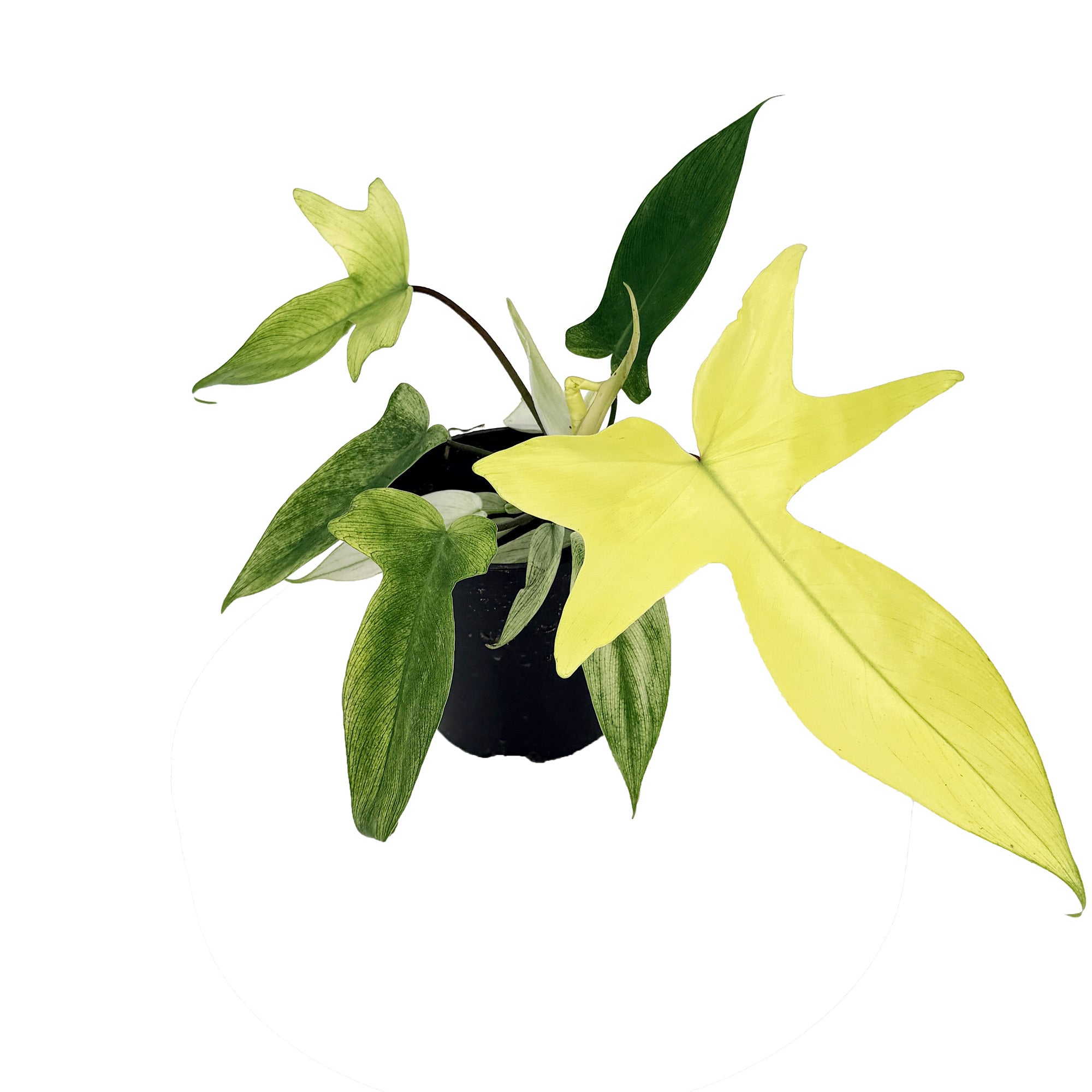 Philodendron ‘Florida Ghost'