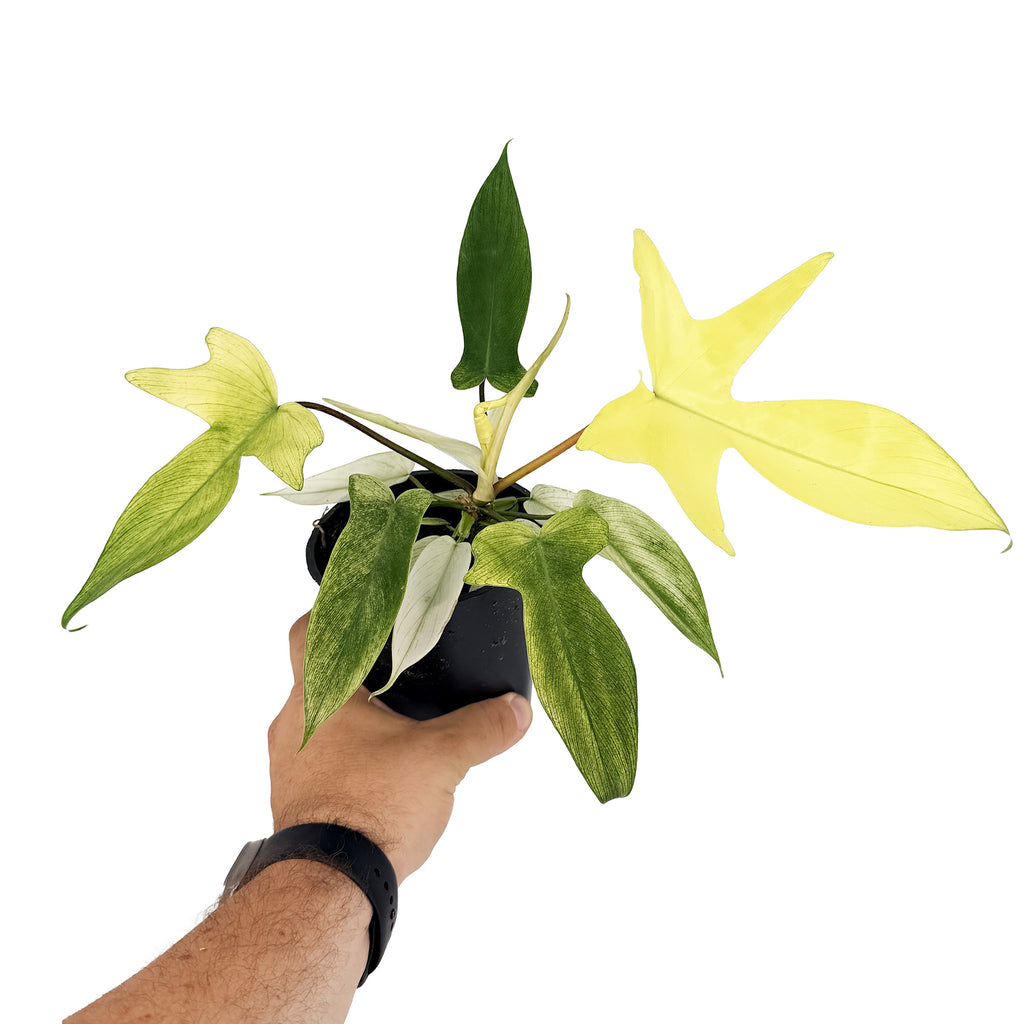 Philodendron ‘Florida Ghost'