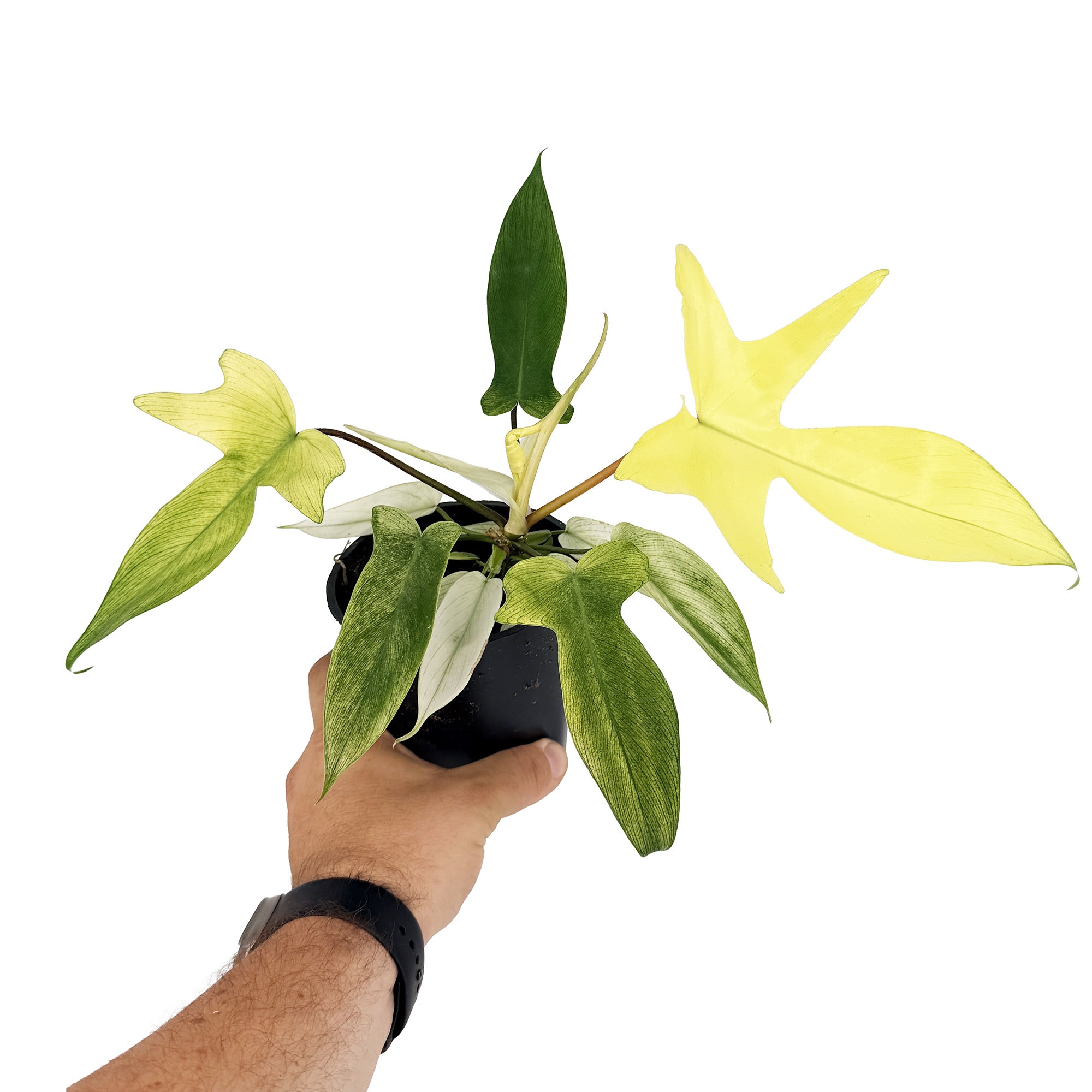 Philodendron ‘Florida Ghost'
