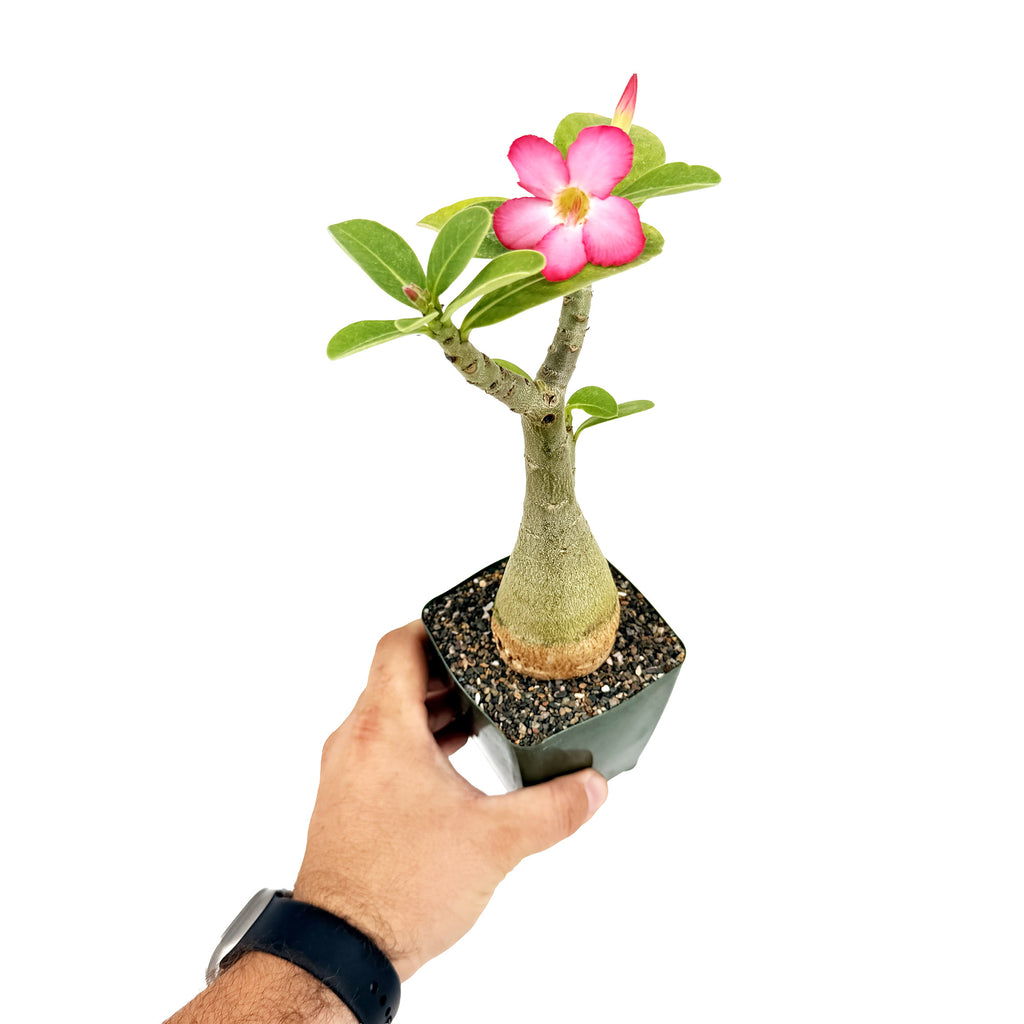 Adenium arabicum 'Desert Rose' (pink flower)