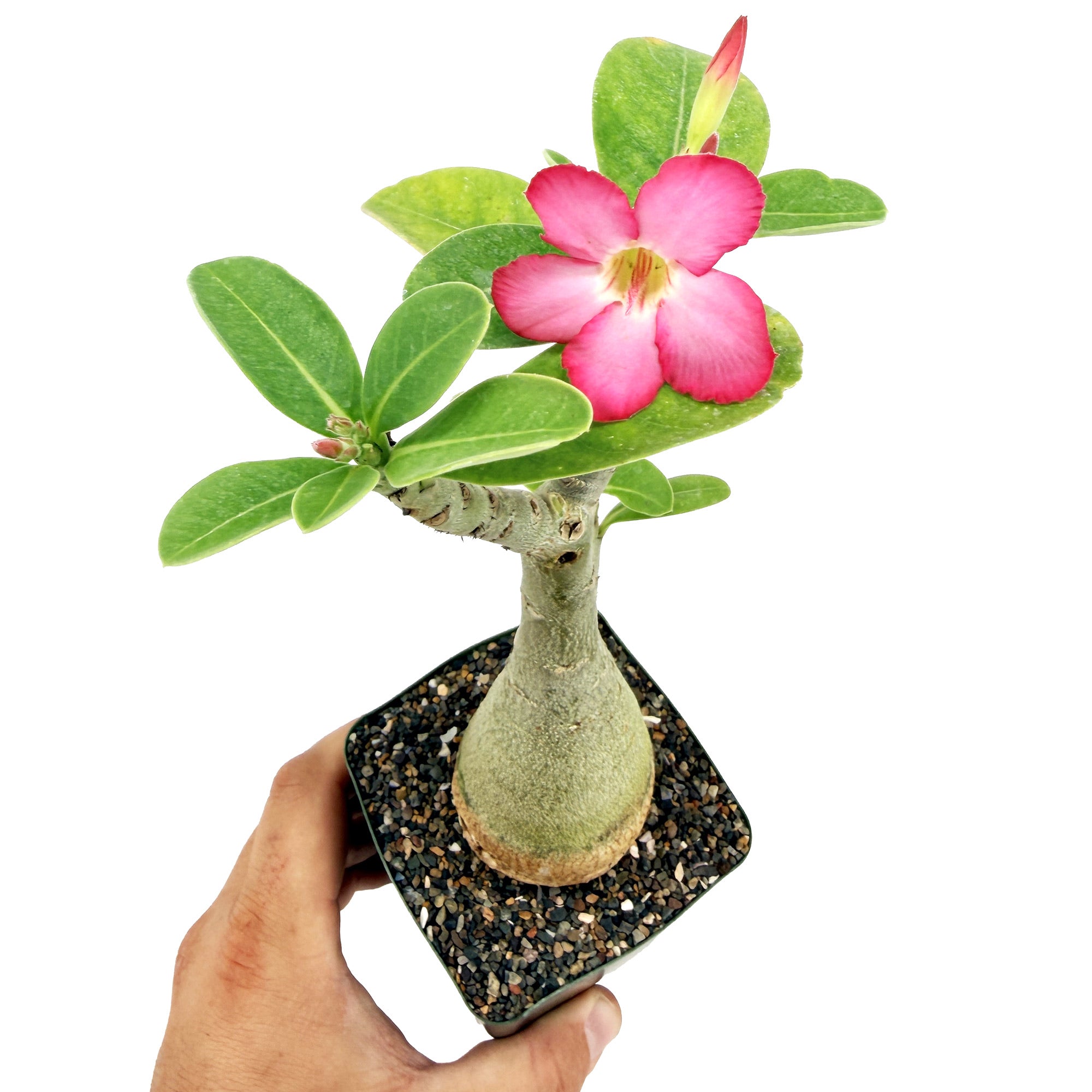 Adenium arabicum 'Desert Rose' (pink flower)