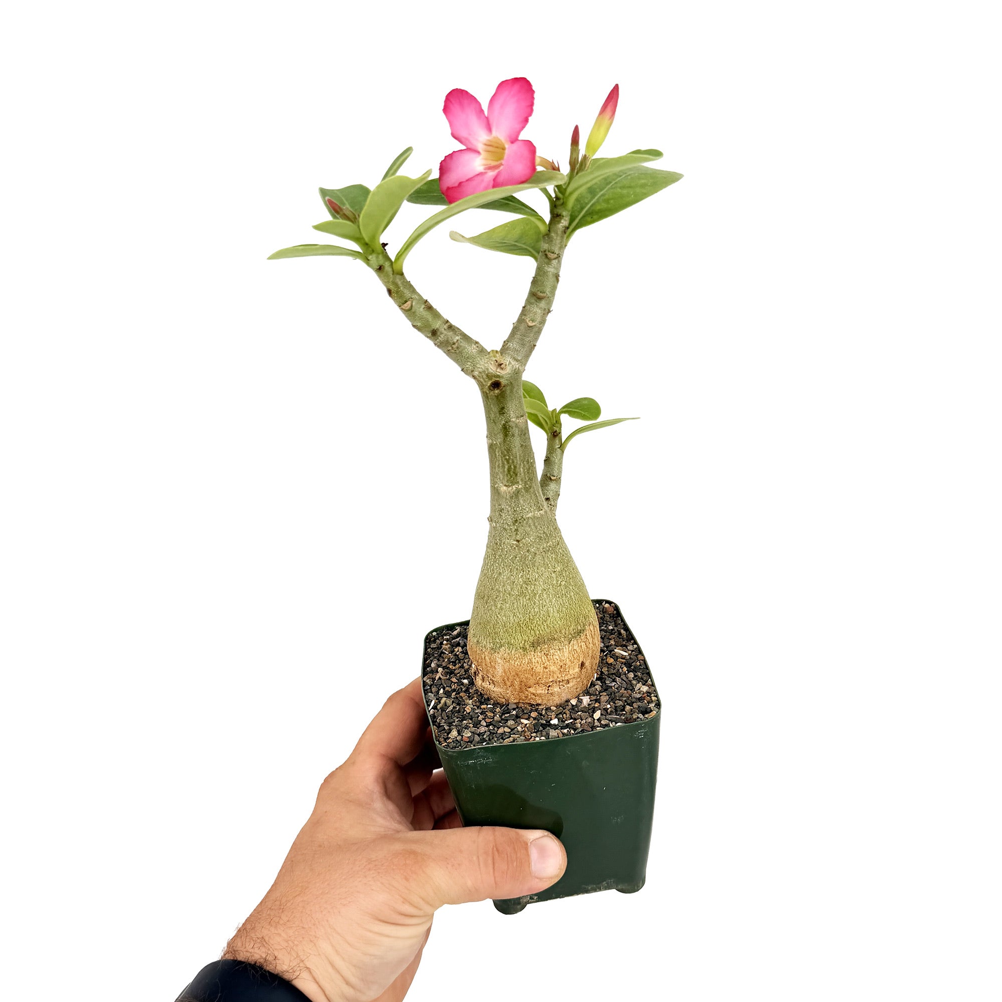 Adenium arabicum 'Desert Rose' (pink flower)