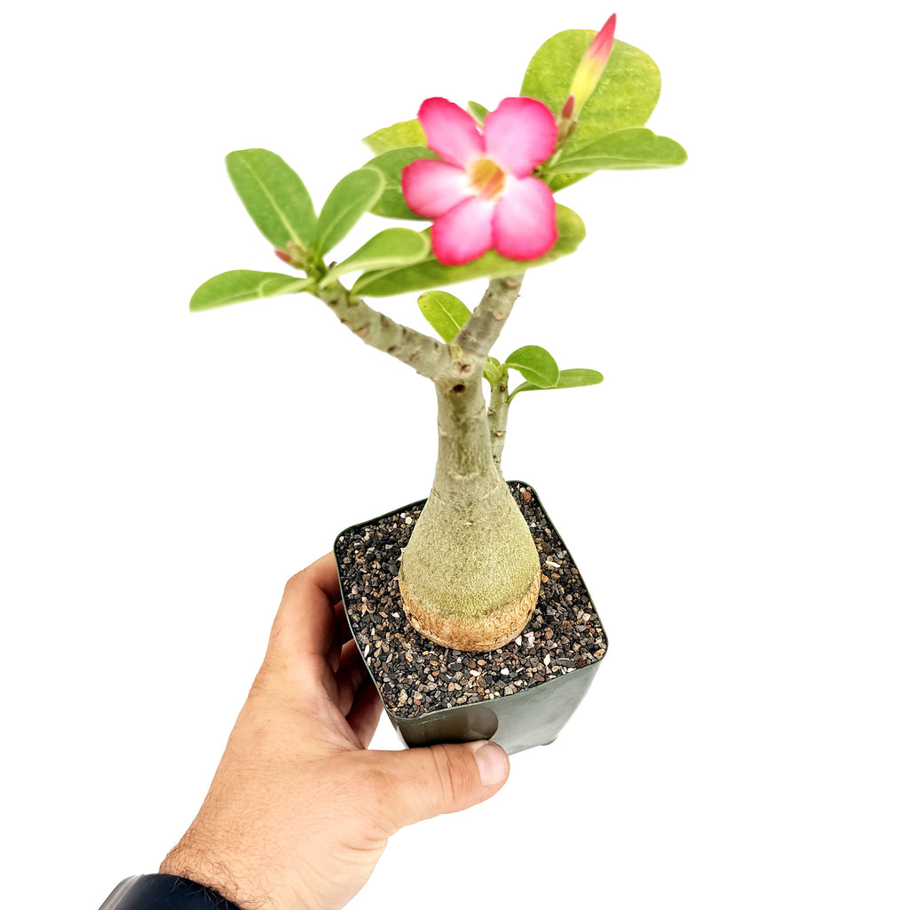 Adenium arabicum 'Desert Rose' (pink flower)