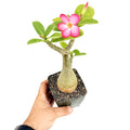 Adenium arabicum 'Desert Rose' (pink flower)