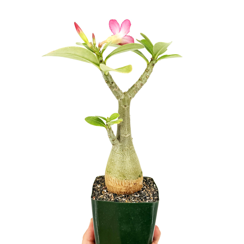 Adenium arabicum 'Desert Rose' (pink flower)