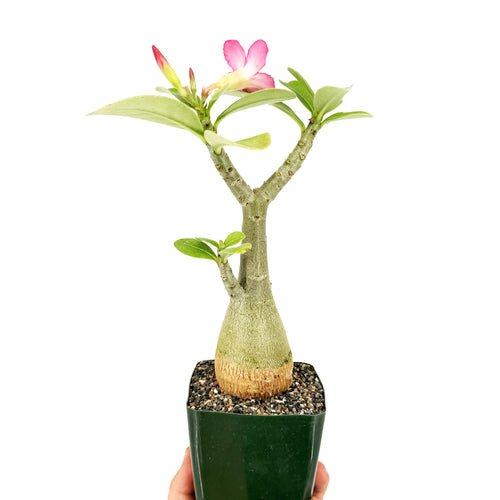 Adenium arabicum 'Desert Rose' (pink flower)
