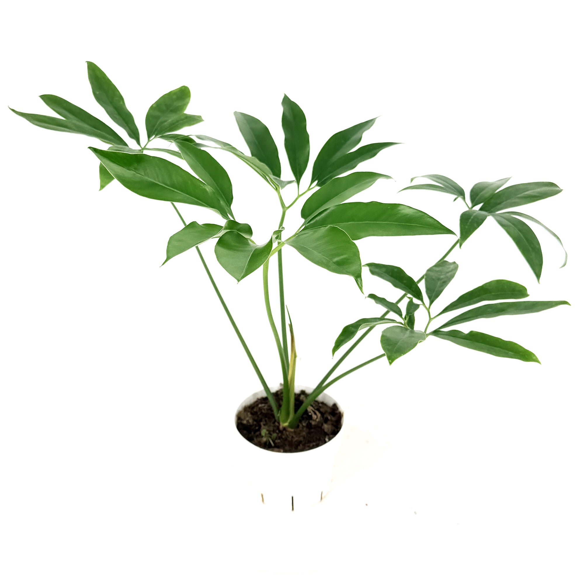 Thaumatophyllum spruceanum 'Philodendron goeldii'