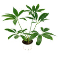 Thaumatophyllum spruceanum 'Philodendron goeldii'