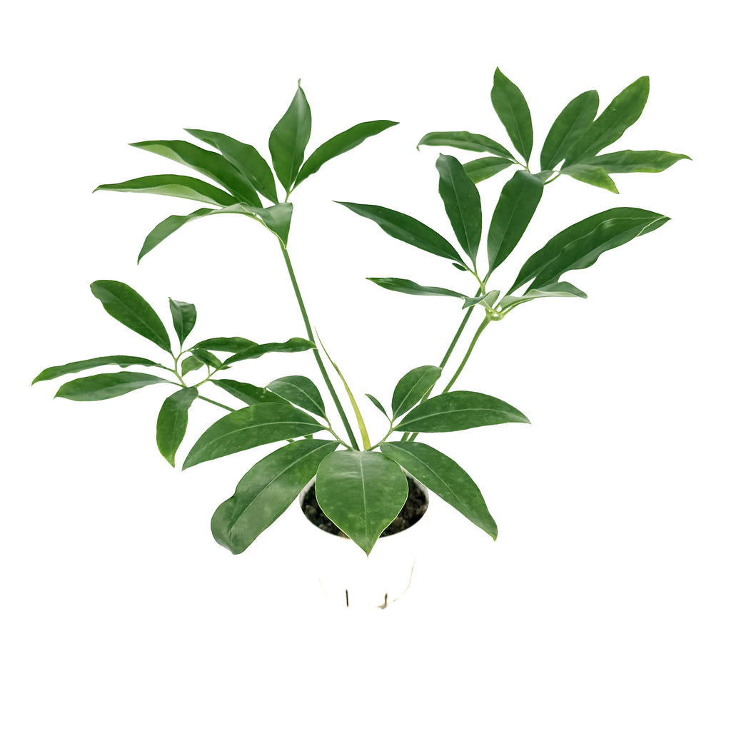 Thaumatophyllum spruceanum 'Philodendron goeldii'