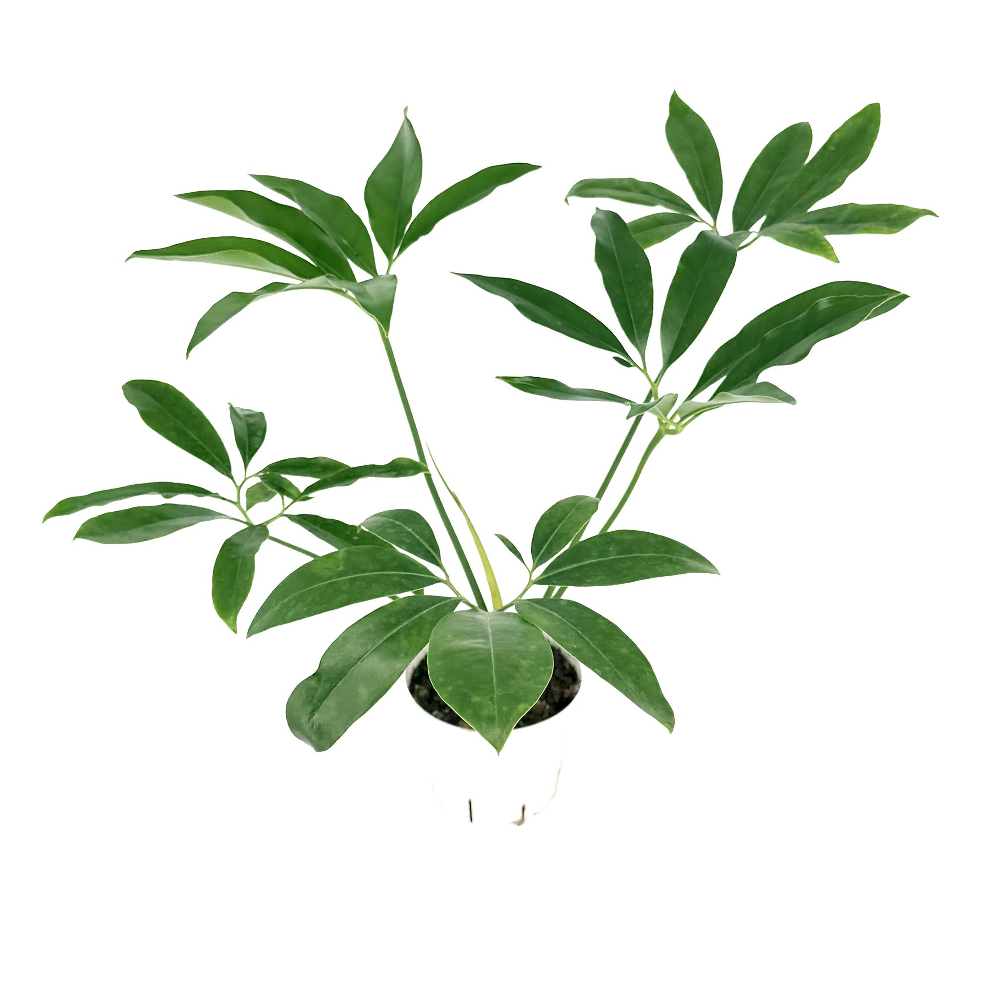 Thaumatophyllum spruceanum 'Philodendron goeldii'