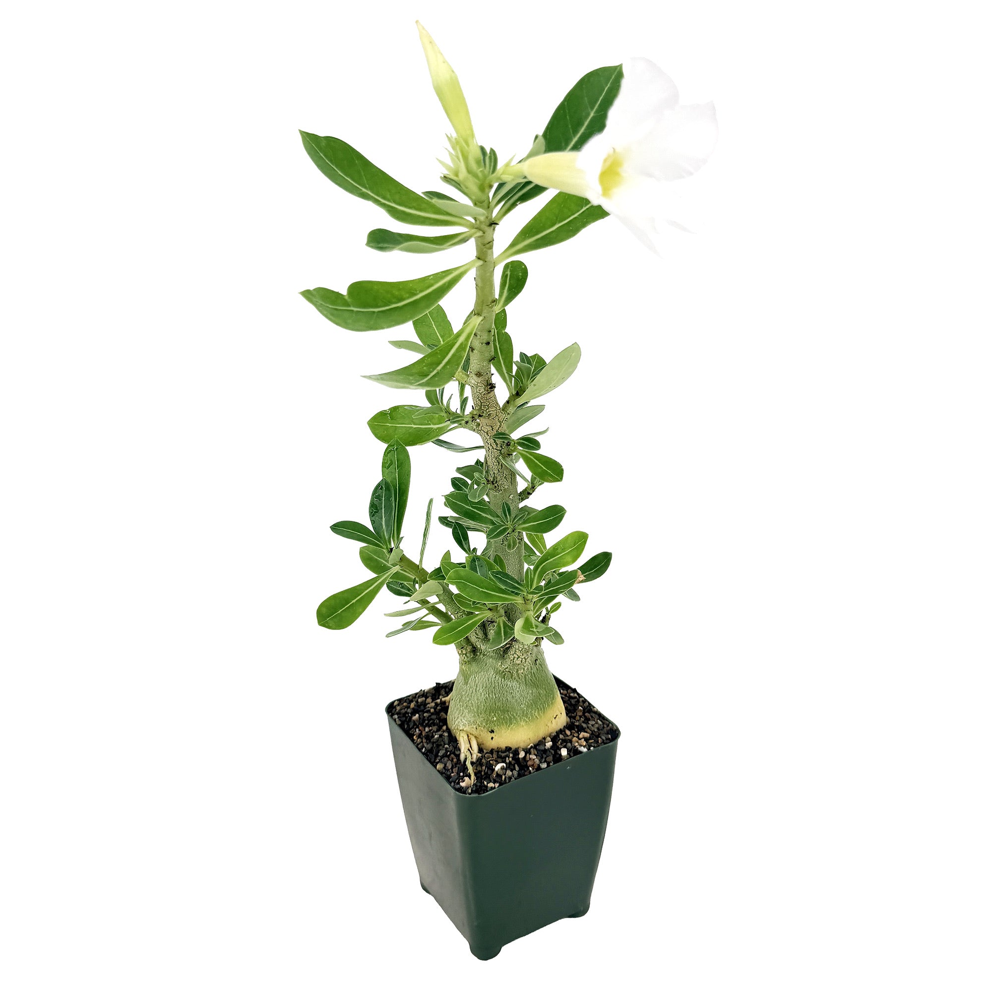 Adenium arabicum 'Desert Rose' (white flower)