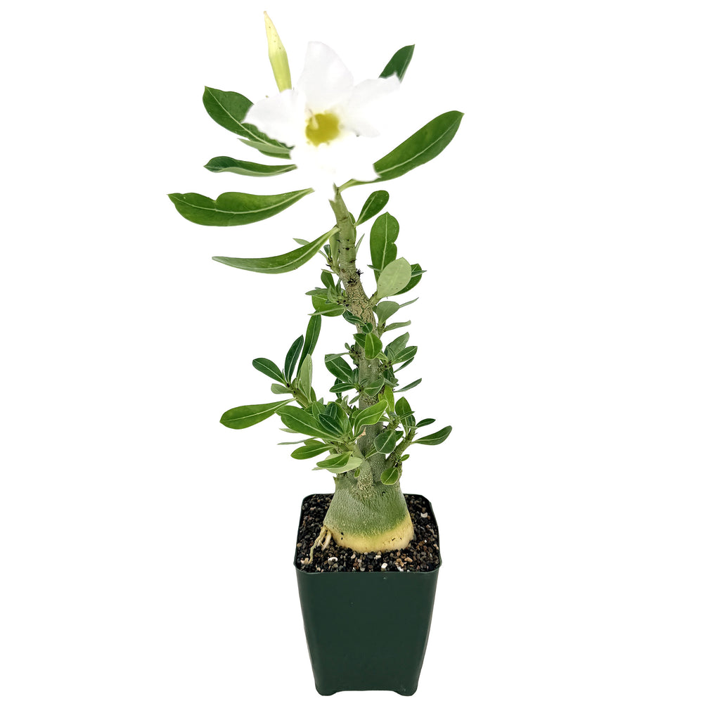 Adenium arabicum 'Desert Rose' (white flower)