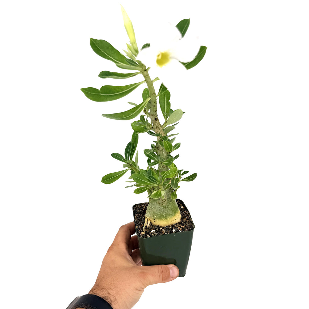 Adenium arabicum 'Desert Rose' (white flower)