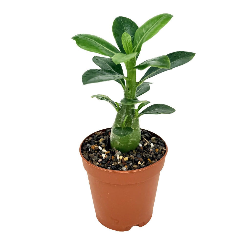 Adenium obesum 'Desert Rose'