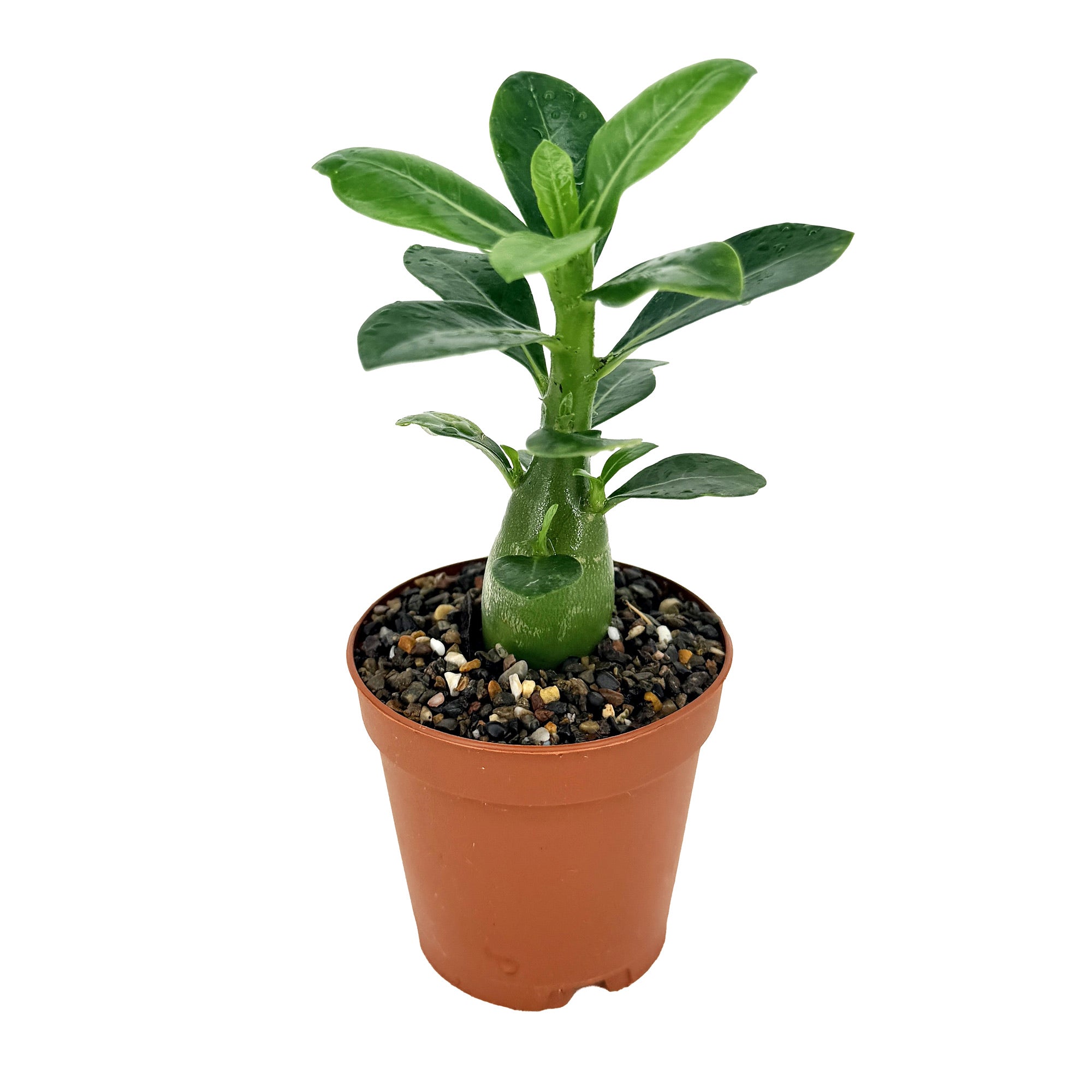 Adenium obesum 'Desert Rose'