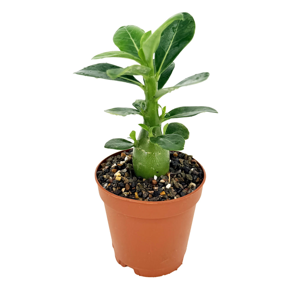 Adenium obesum 'Desert Rose'