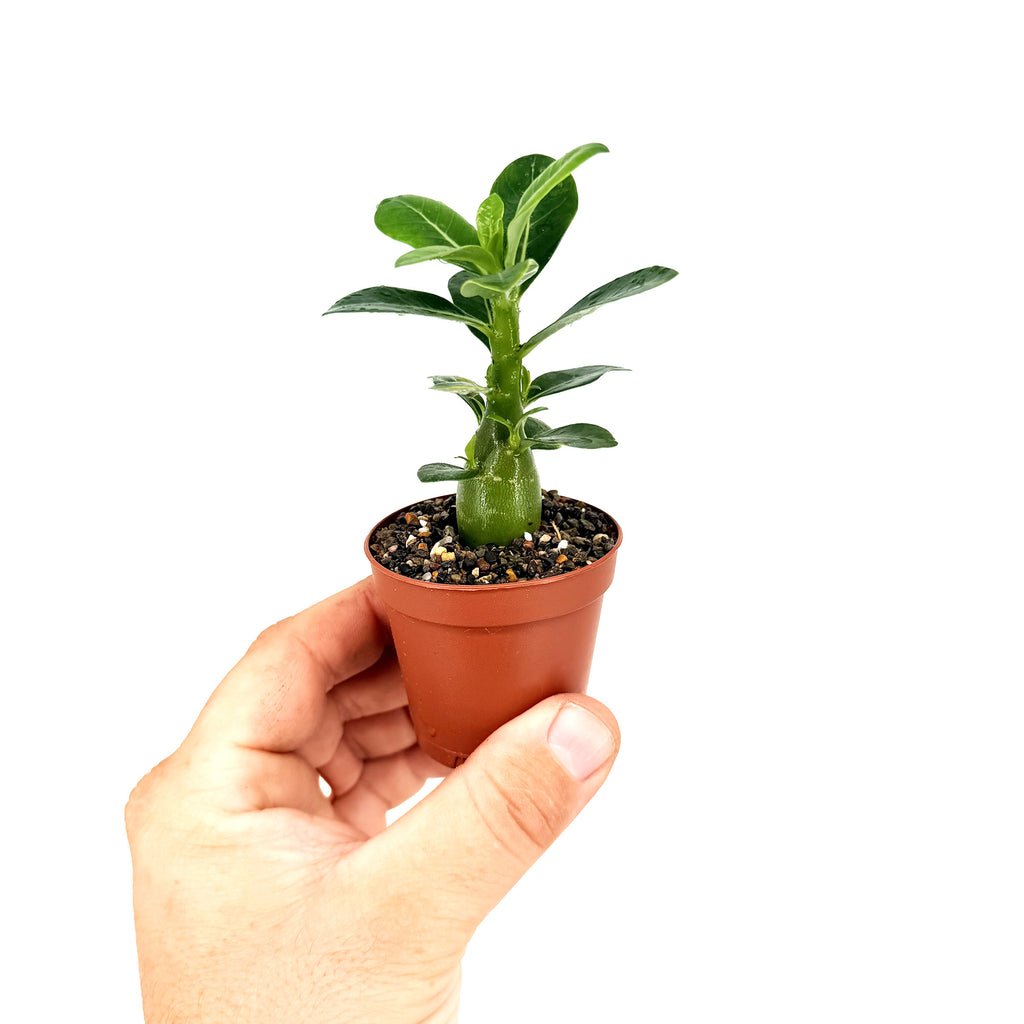 Adenium obesum 'Desert Rose'