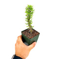 Didierea trollii