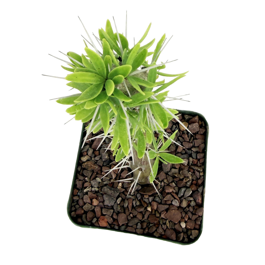 Didierea trollii
