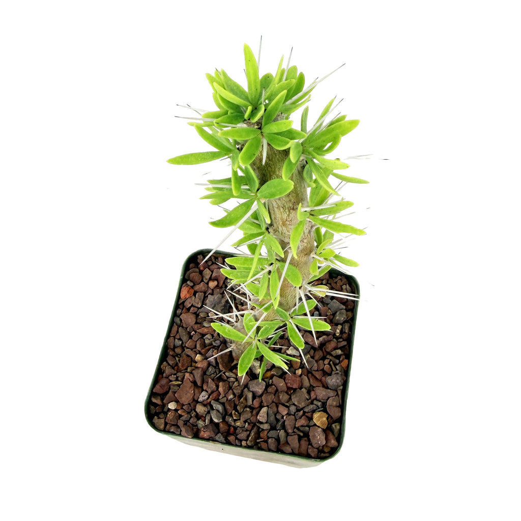 Didierea trollii