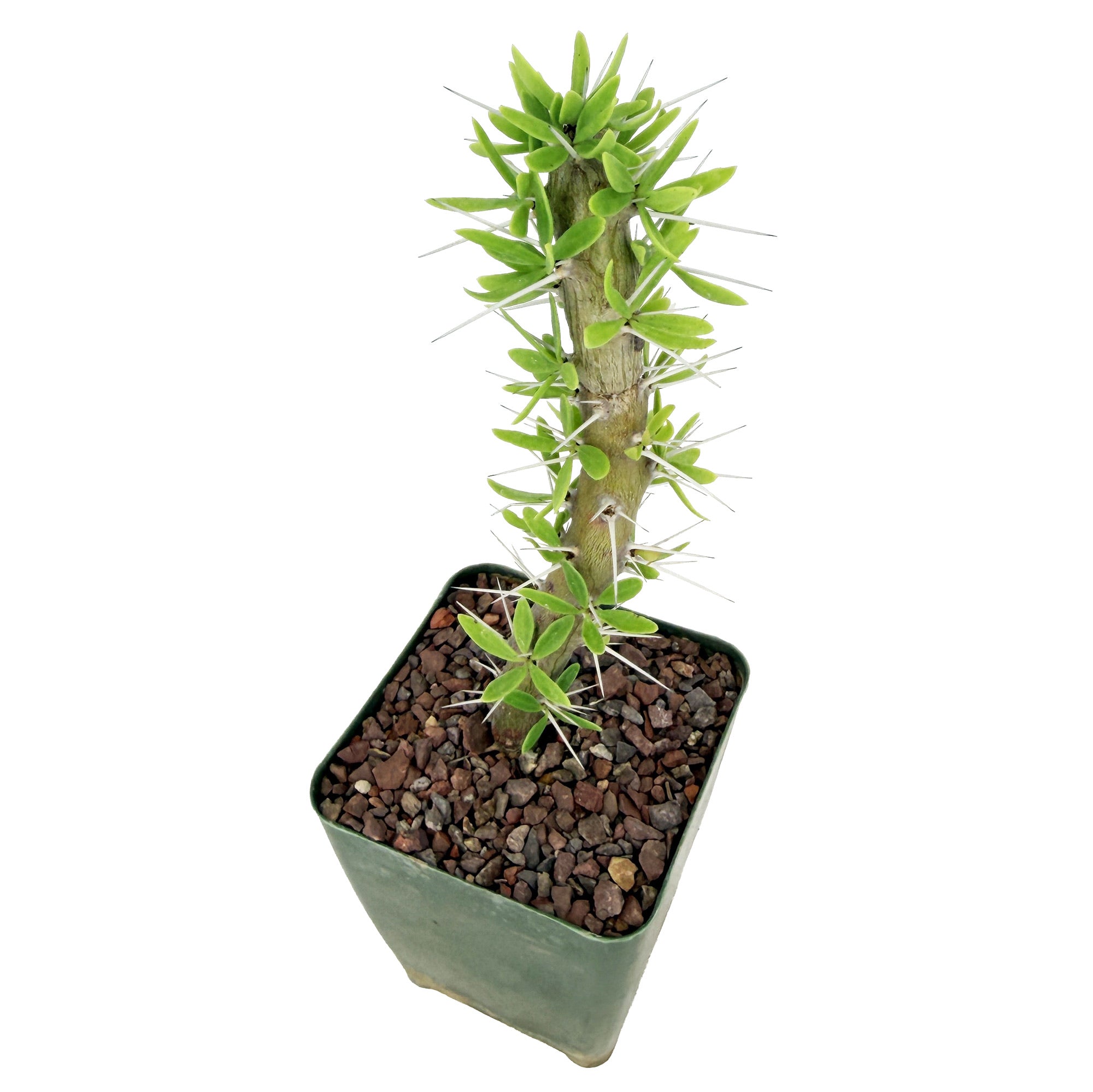 Didierea trollii