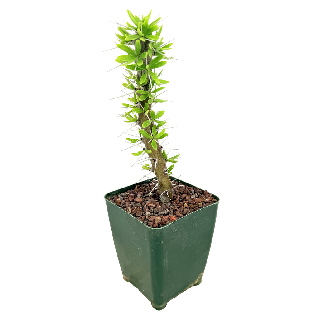 Didierea trollii