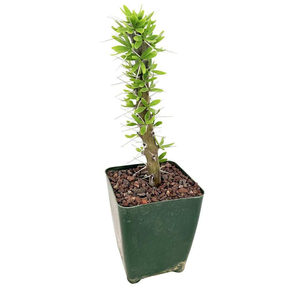 Didierea trollii