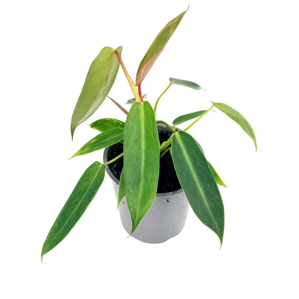 Philodendron 'Spiritus Sancti'