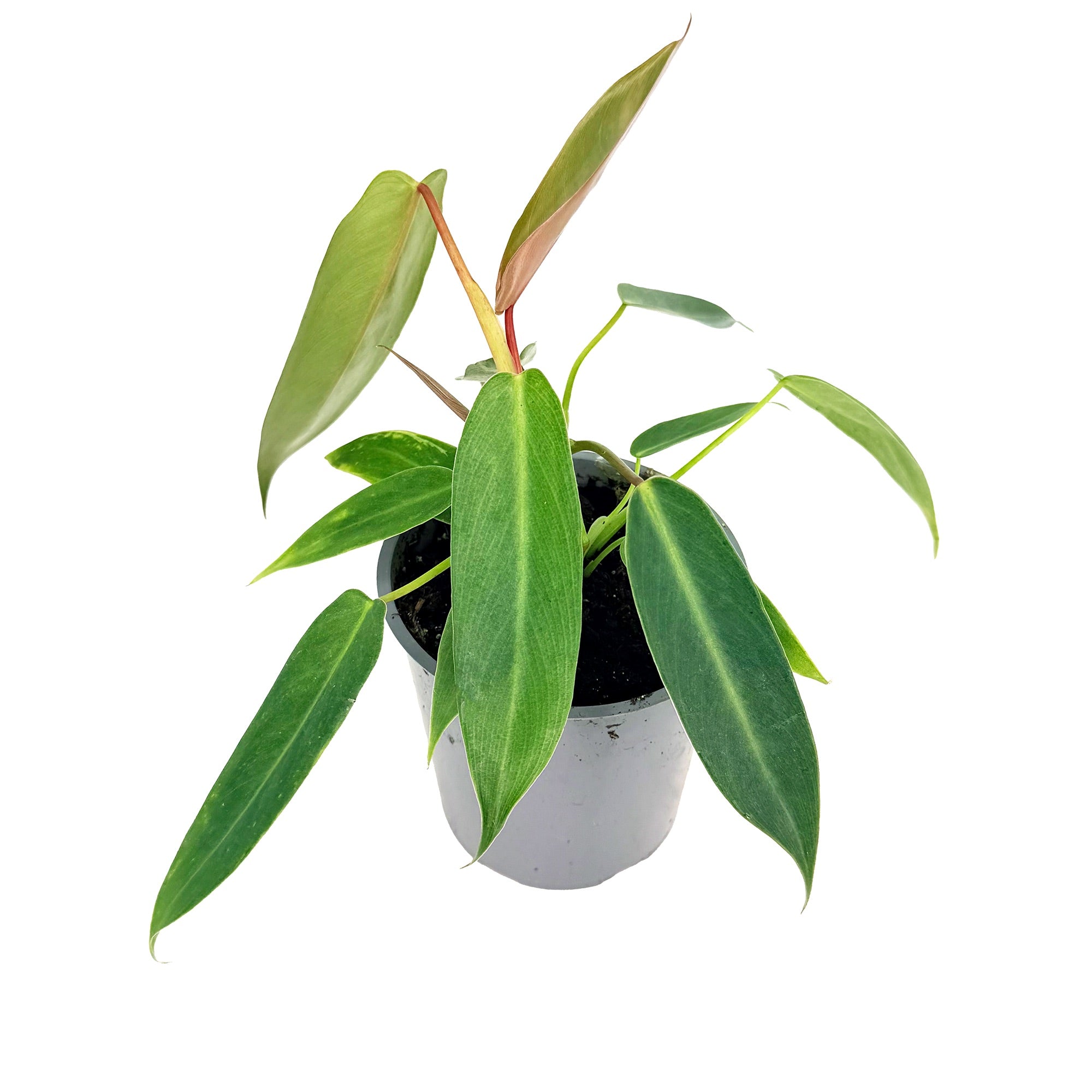 Philodendron 'Spiritus Sancti'