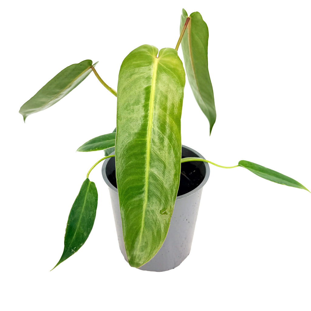 Philodendron 'Spiritus Sancti'