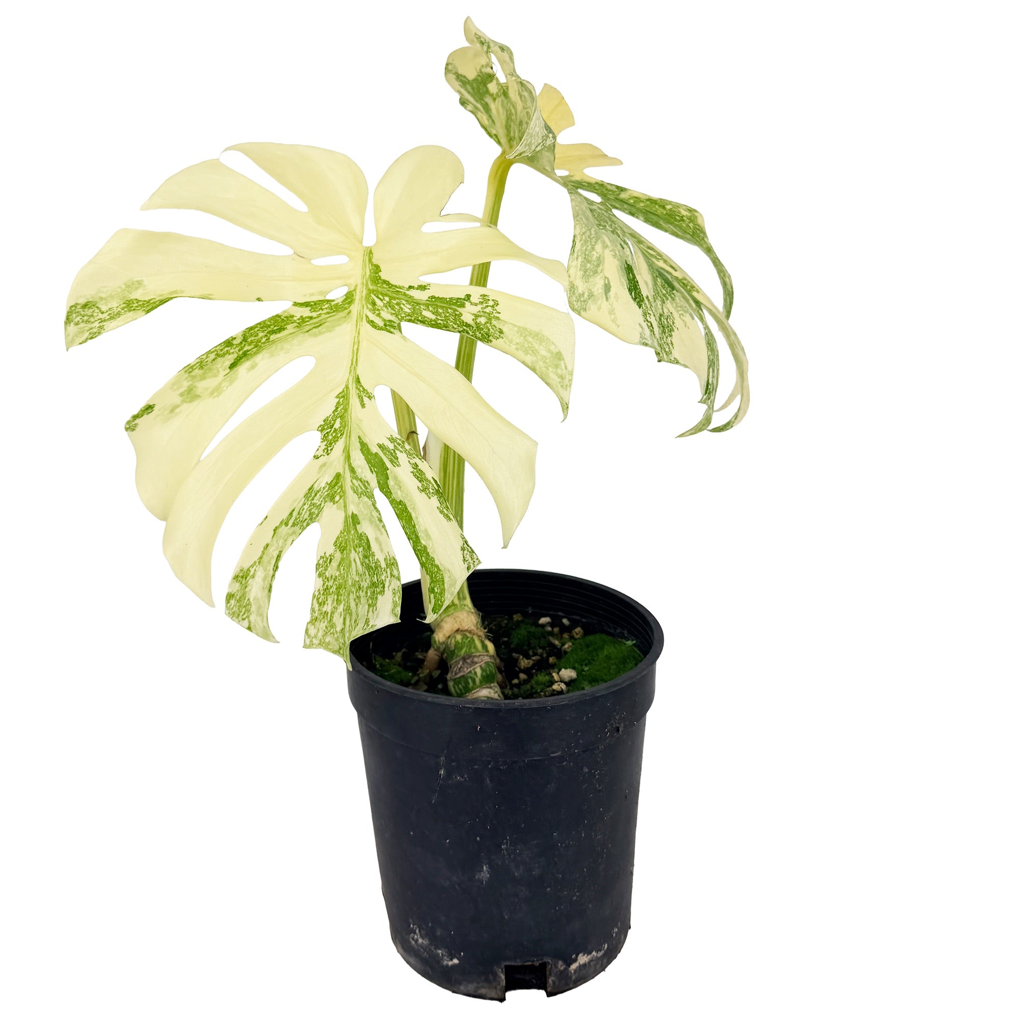 Monstera Thai Constellation ‘Crème Brûlée’