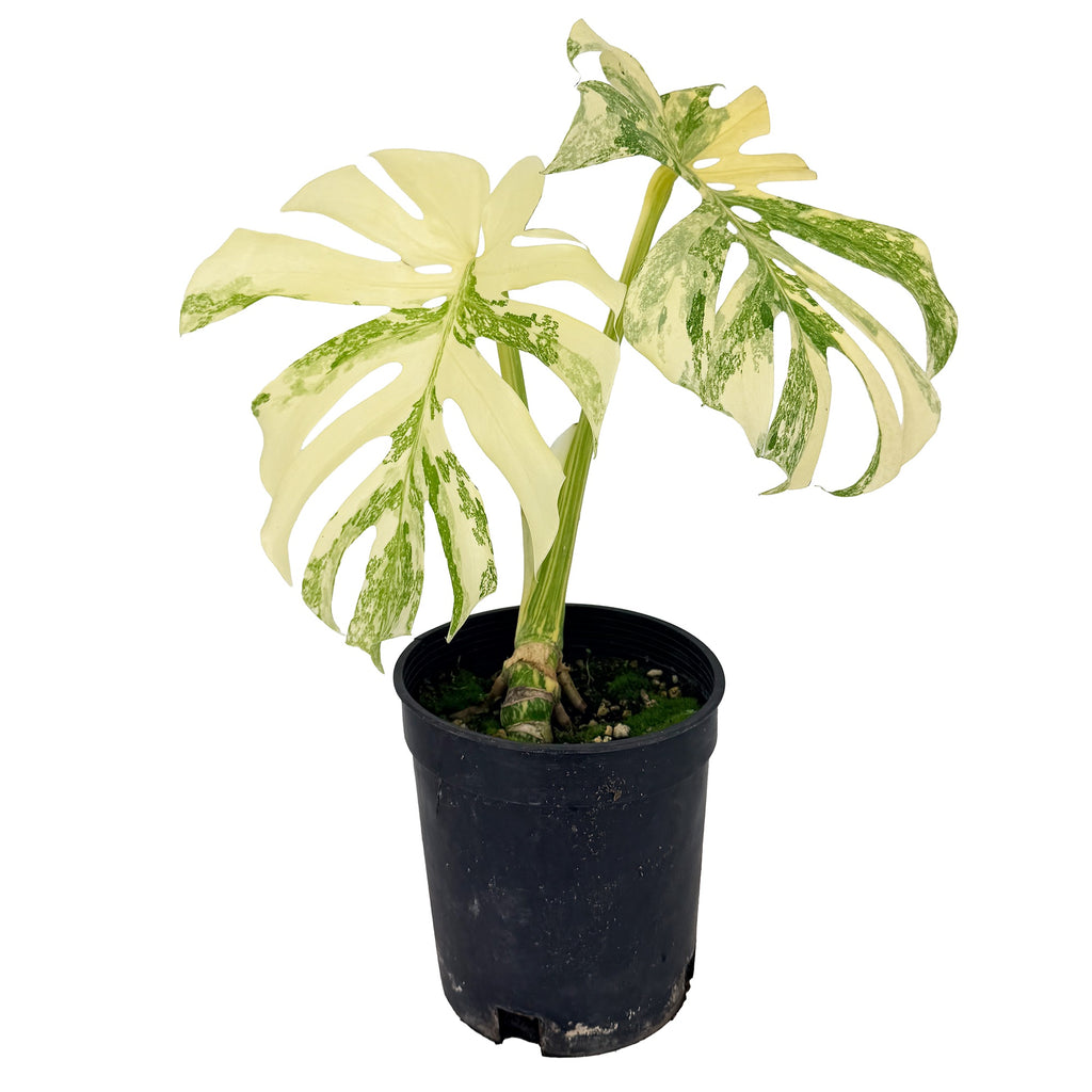 Monstera Thai Constellation ‘Crème Brûlée’