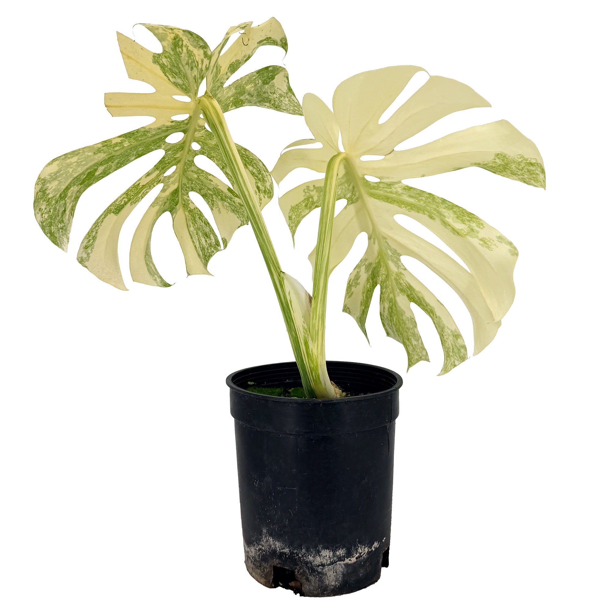 Monstera Thai Constellation ‘Crème Brûlée’