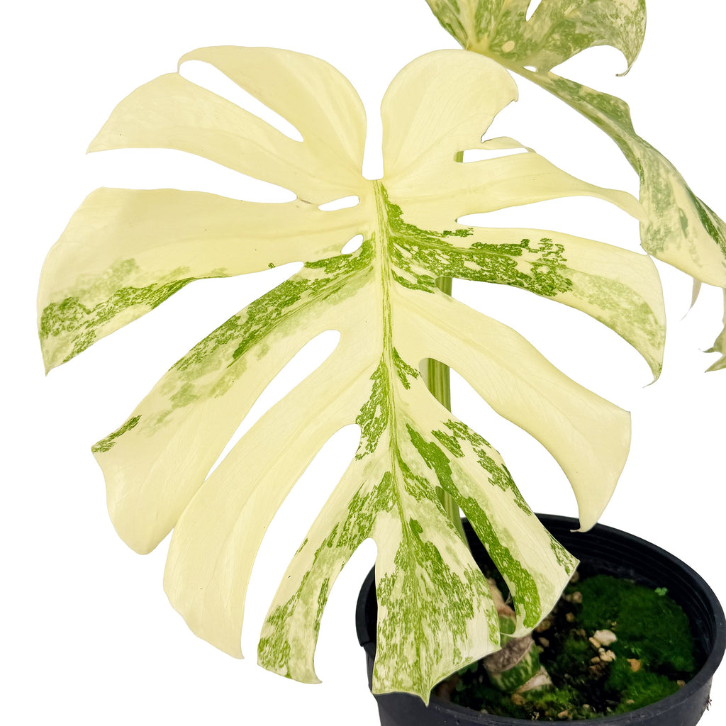 Monstera Thai Constellation ‘Crème Brûlée’