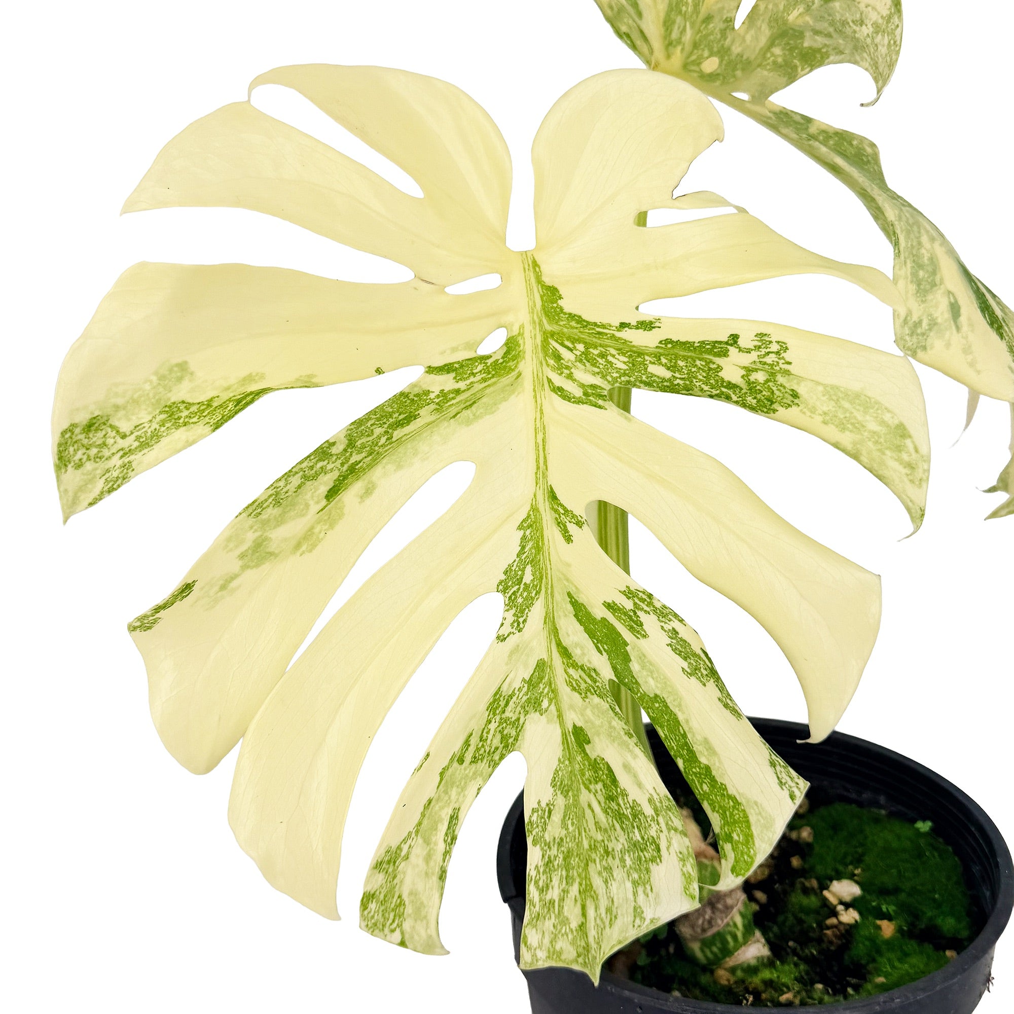 Monstera Thai Constellation ‘Crème Brûlée’