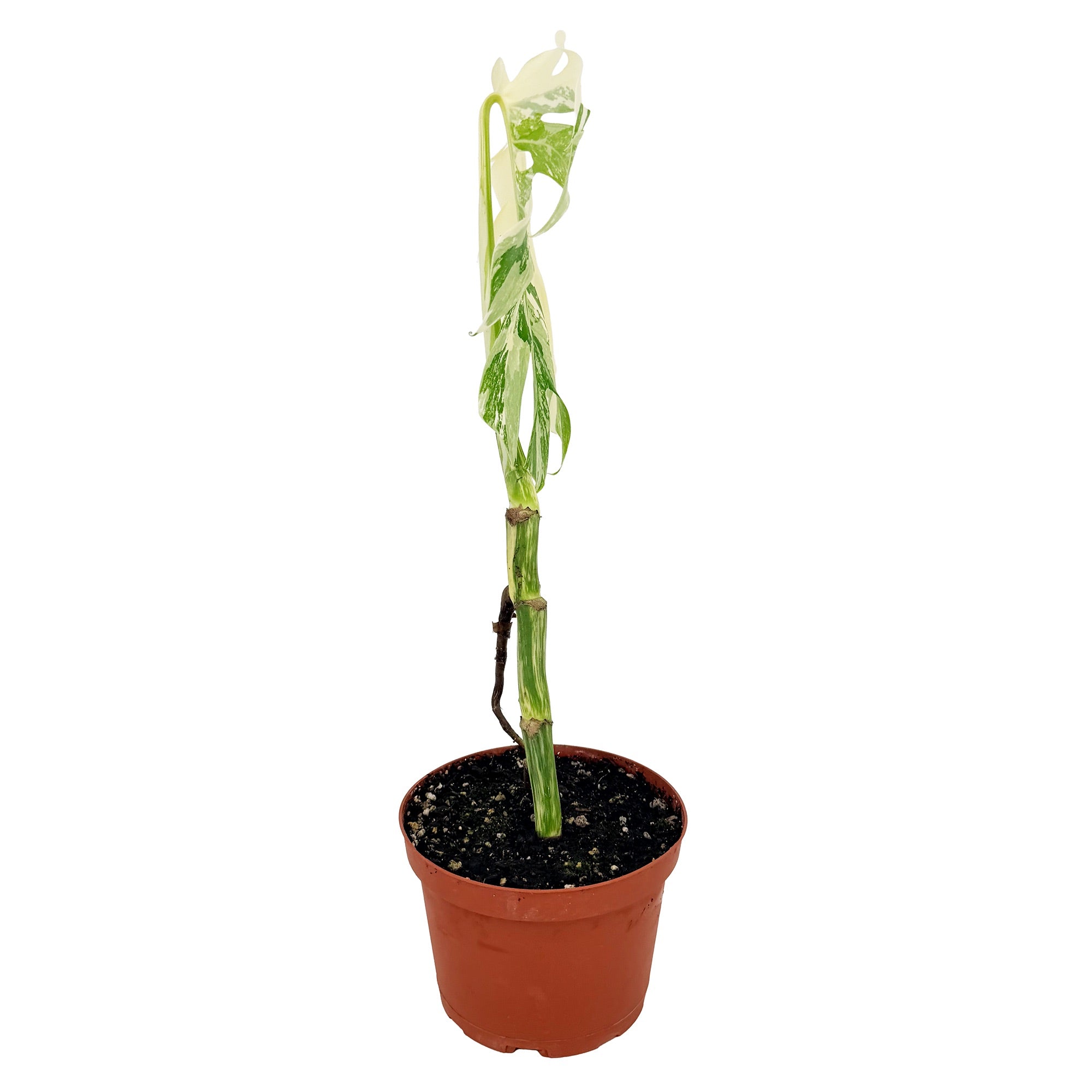 Monstera Borsigiana Albo Variegata