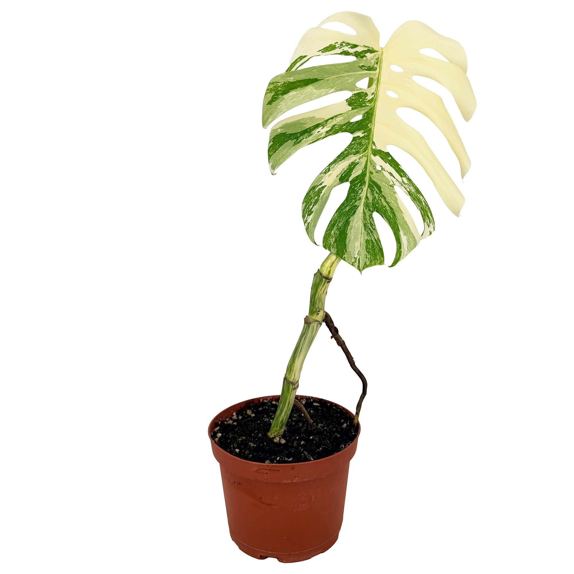 Monstera Borsigiana Albo Variegata