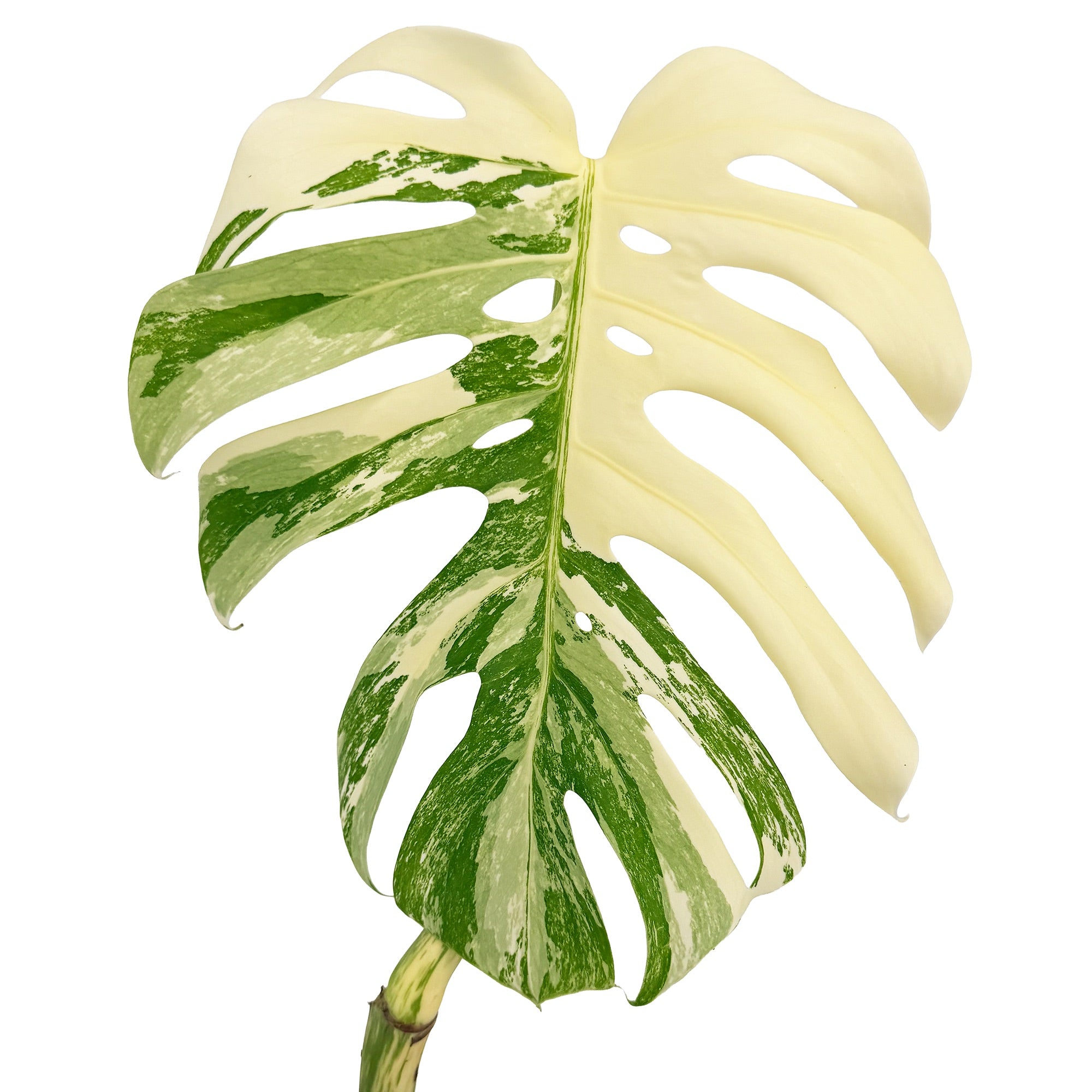 Monstera Borsigiana Albo Variegata