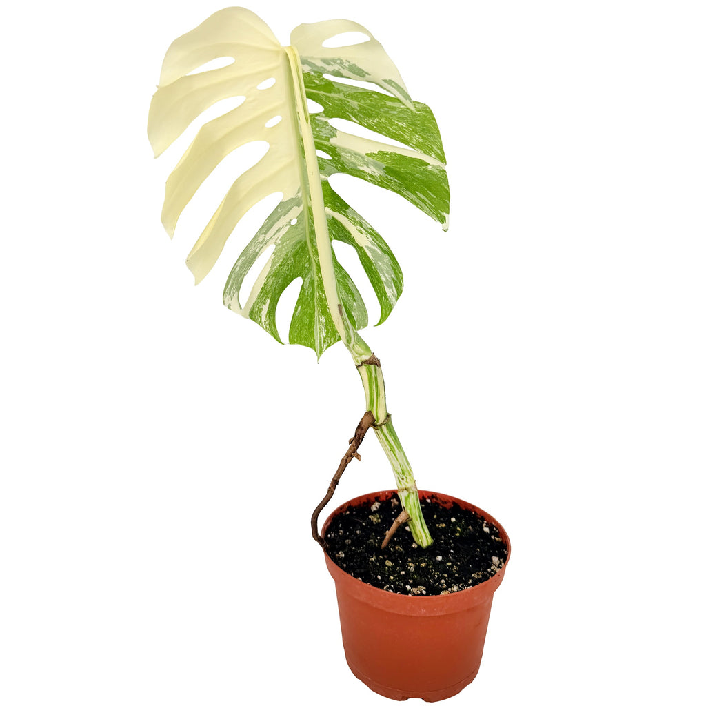 Monstera Borsigiana Albo Variegata