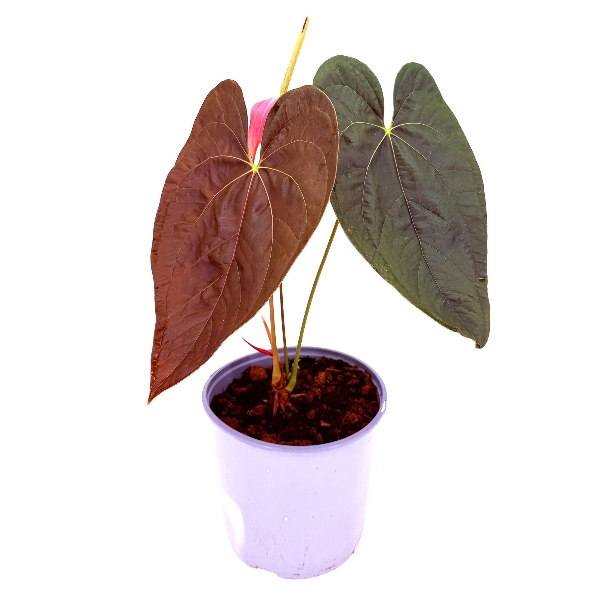Anthurium 'Queen of Hearts'