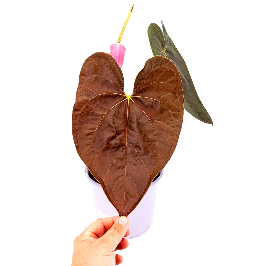 Anthurium 'Queen of Hearts'