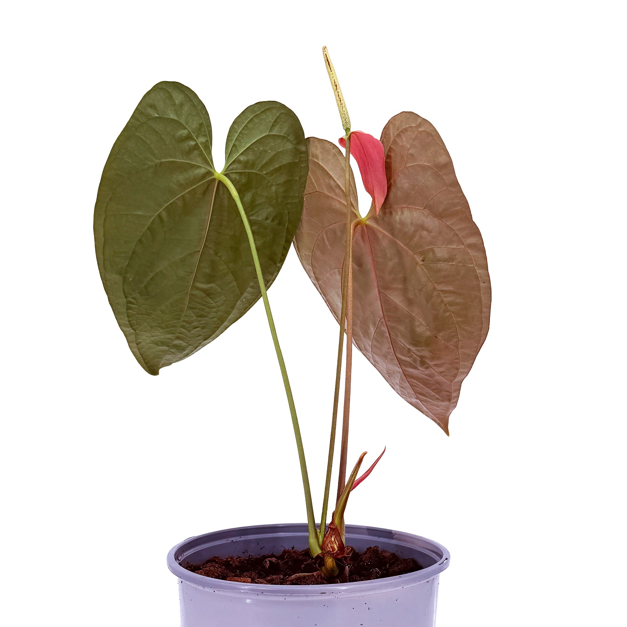 Anthurium 'Queen of Hearts'