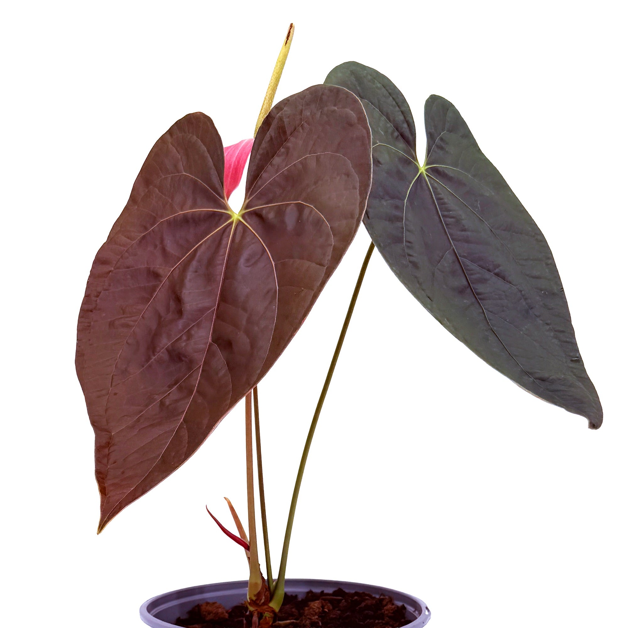 Anthurium 'Queen of Hearts'