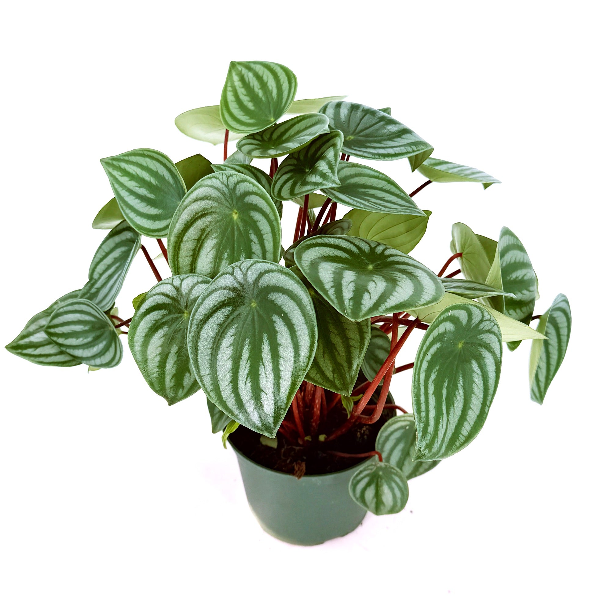 Peperomia argyraea 'Watermelon Peperomia'