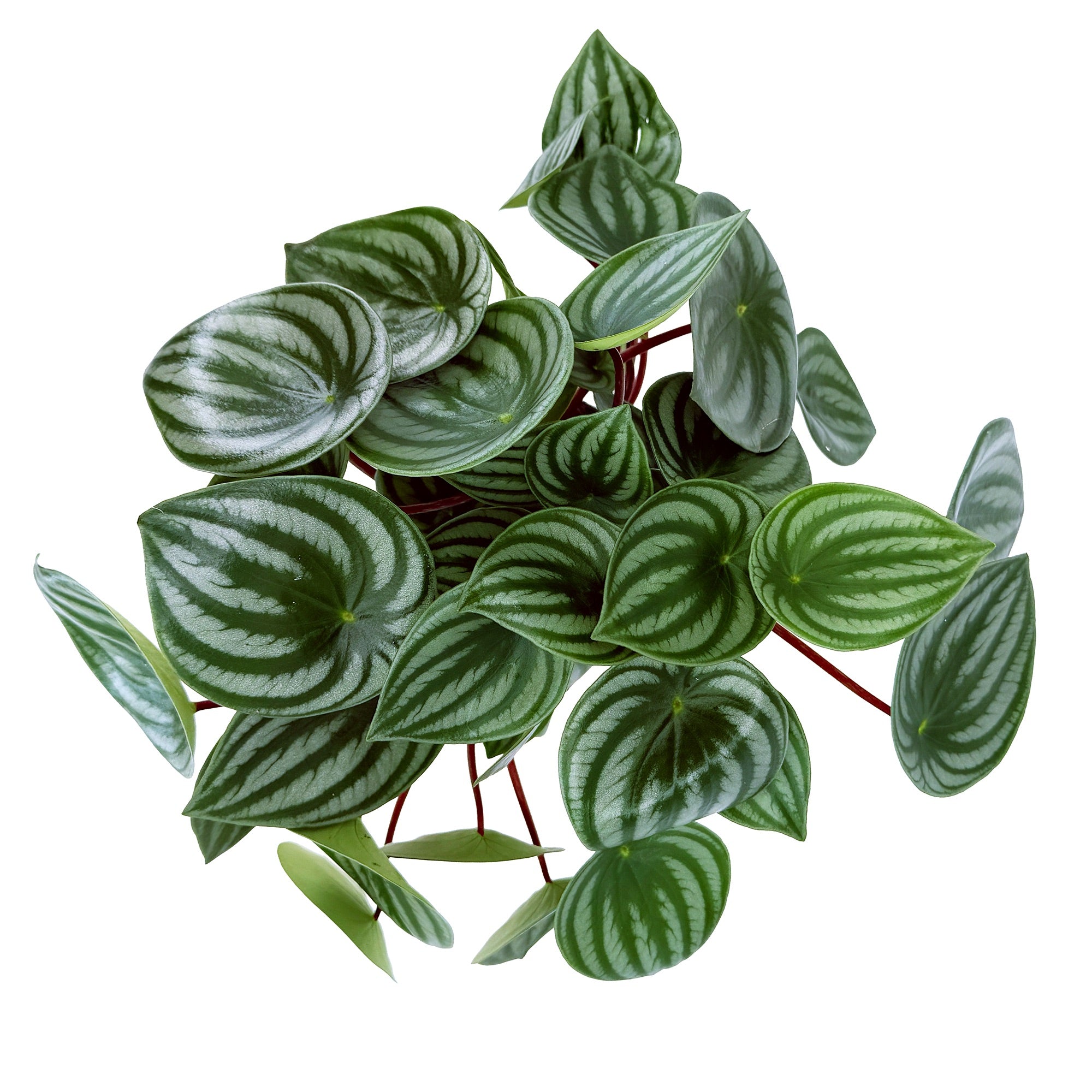 Peperomia argyraea 'Watermelon Peperomia'